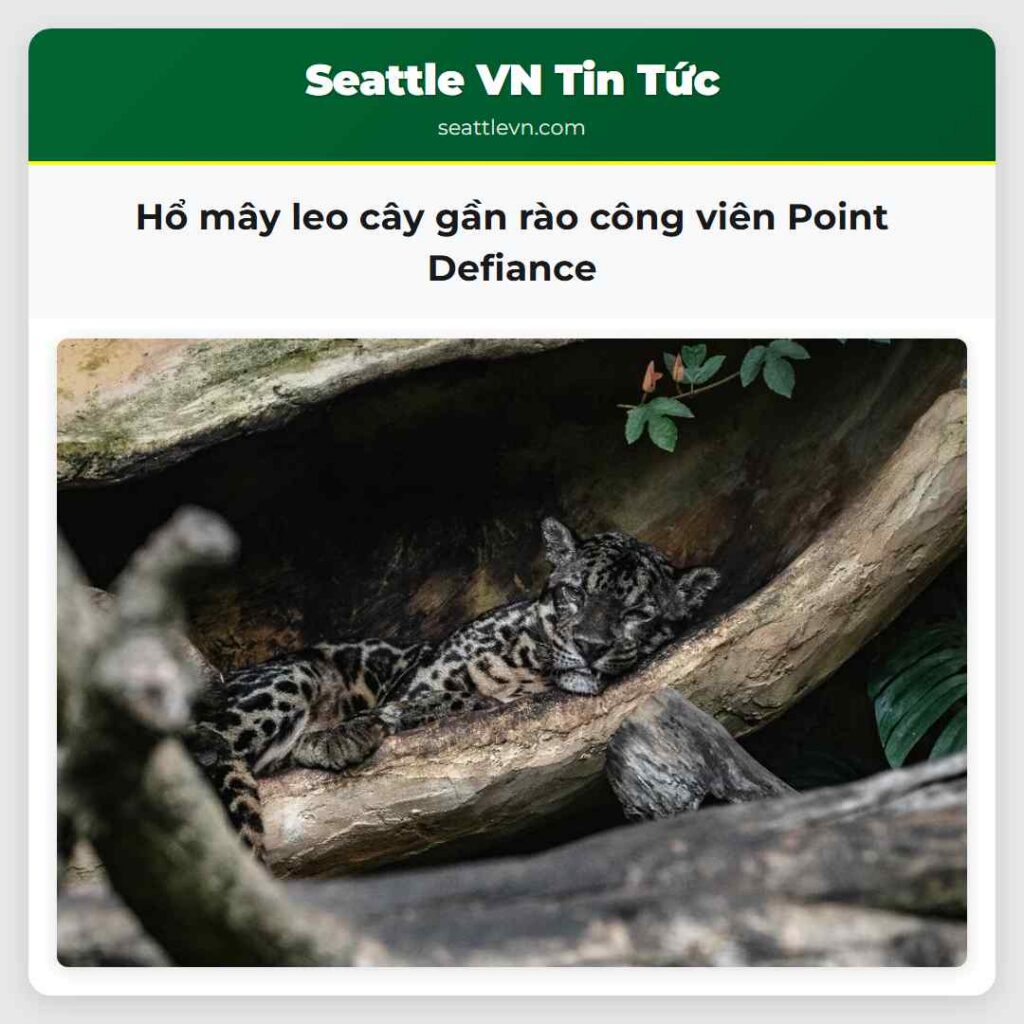 Hổ mây leo cây gần rào công viên Point Defiance