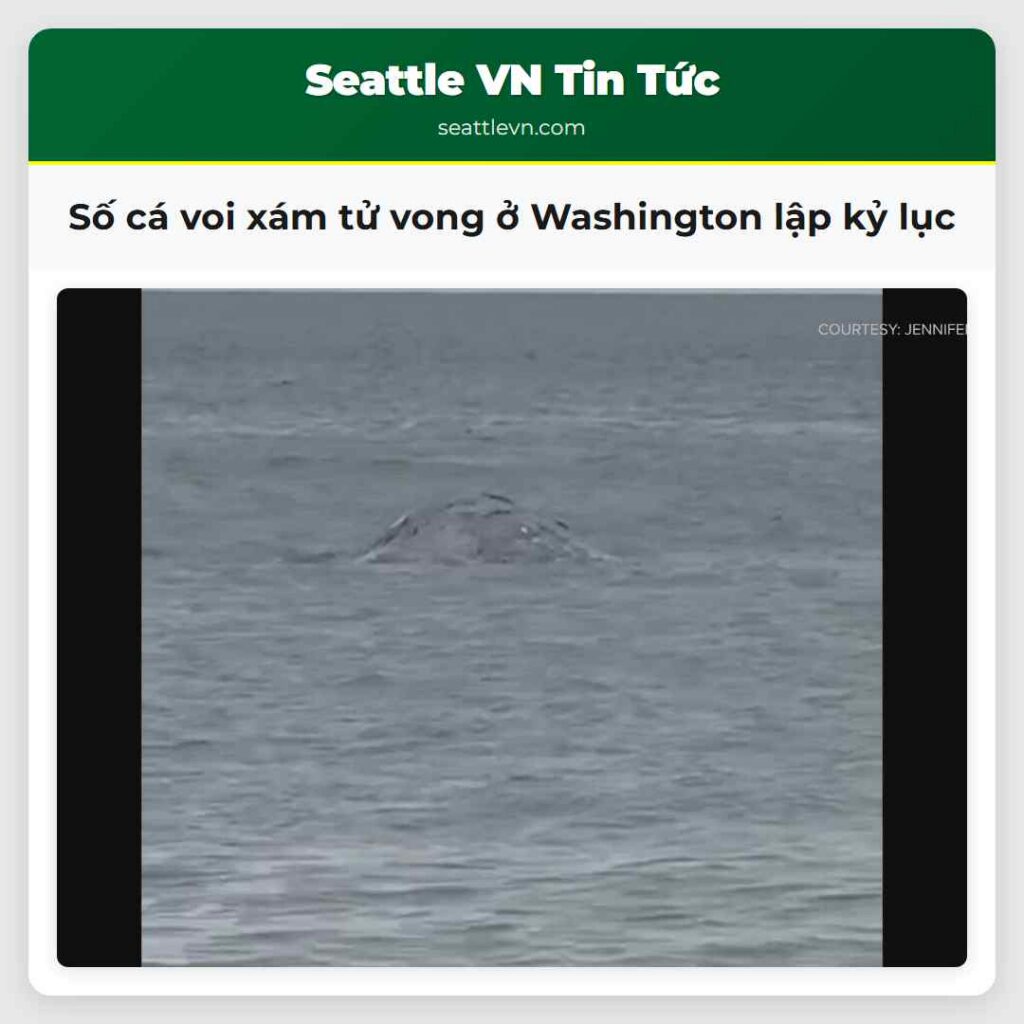 Số cá voi xám tử vong ở Washington lập kỷ lục