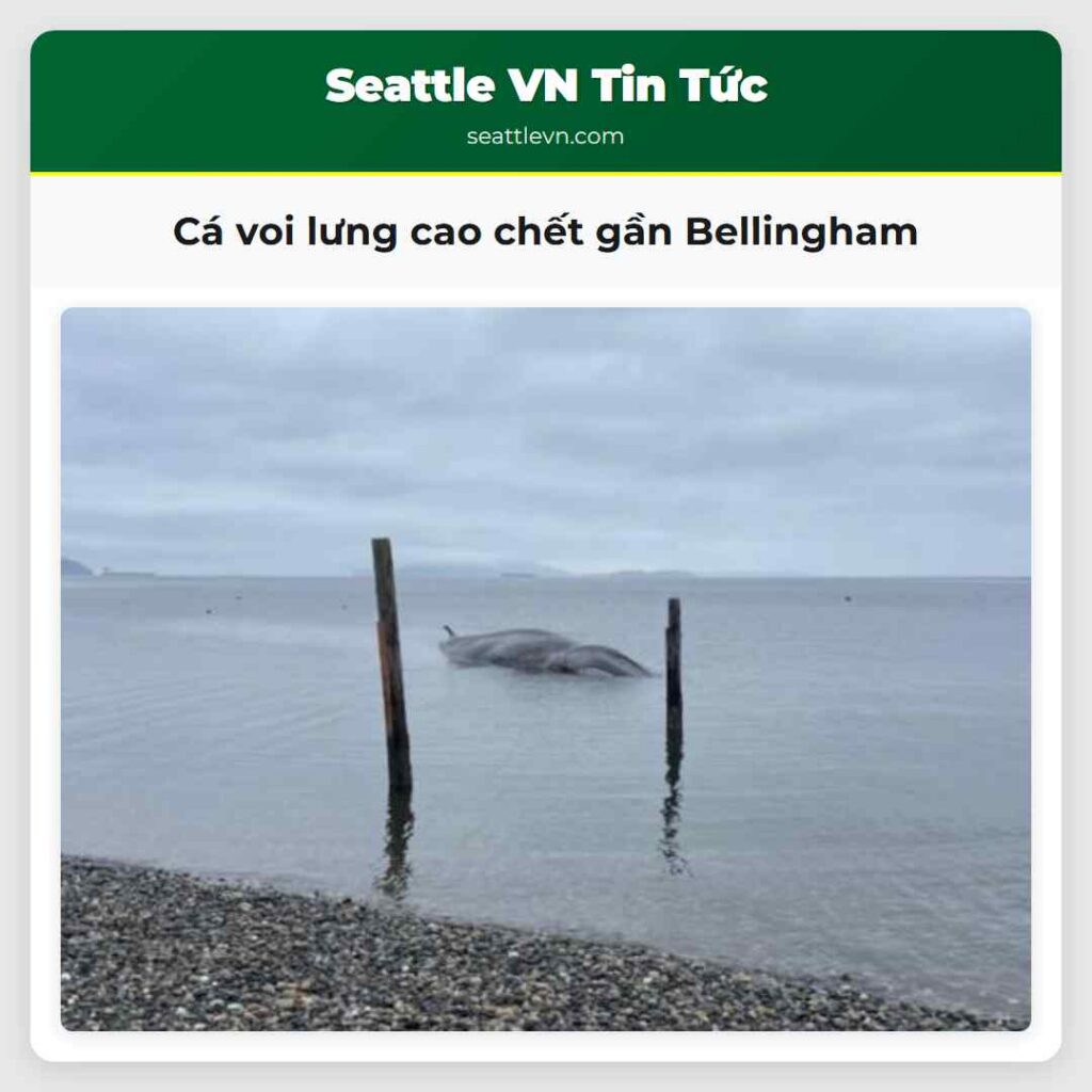 Cá voi lưng cao chết gần Bellingham