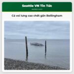 Cá voi lưng cao chết gần Bellingham