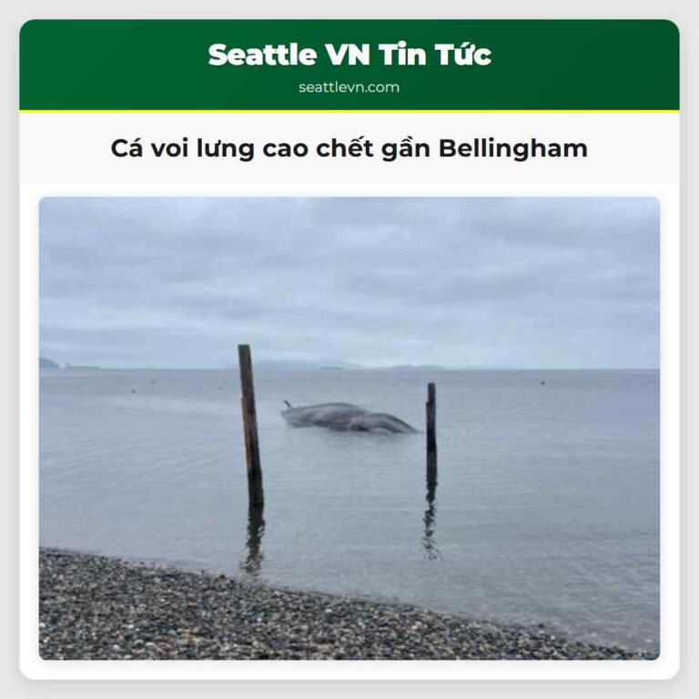 Cá voi lưng cao chết gần Bellingham