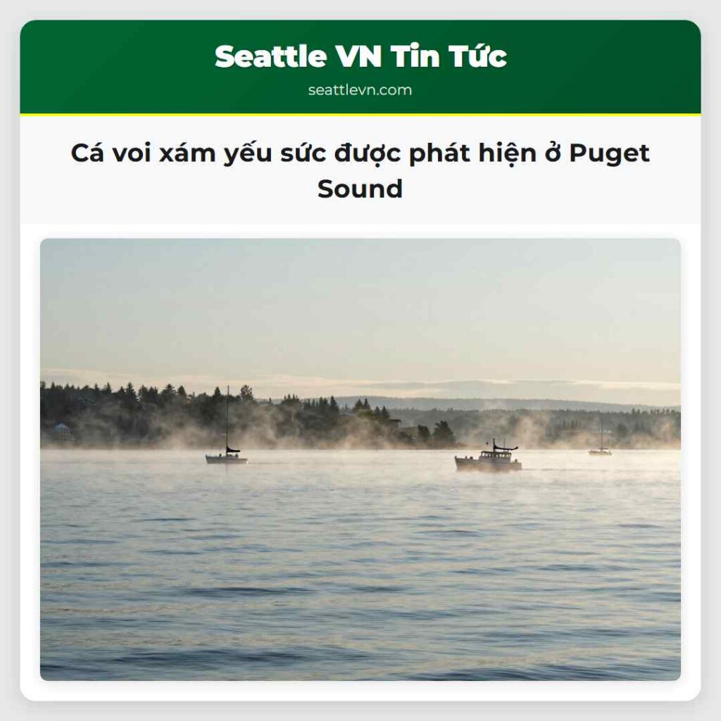 Cá voi xám yếu sức được phát hiện ở Puget Sound