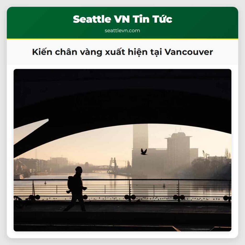 Kiến chân vàng xuất hiện tại Vancouver