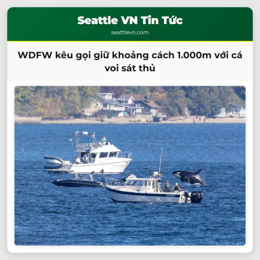 WDFW kêu gọi giữ khoảng cách 1.000m với cá voi