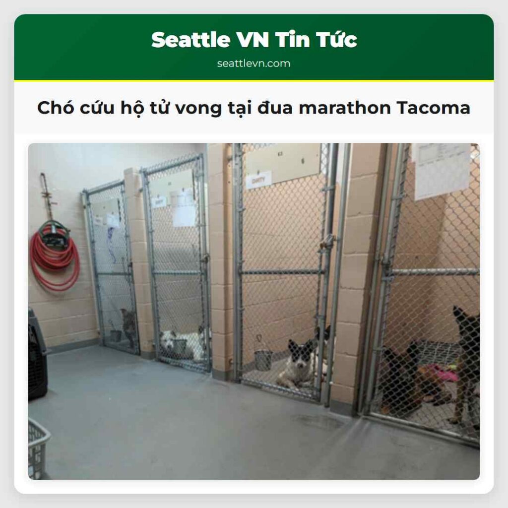 Chó cứu hộ tử vong tại đua marathon Tacoma