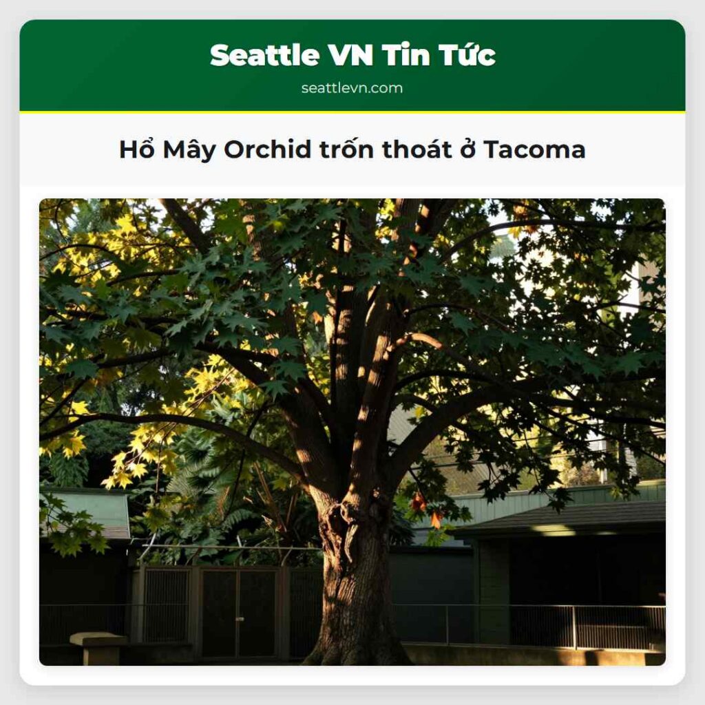 Hổ Mây Orchid trốn thoát ở Tacoma