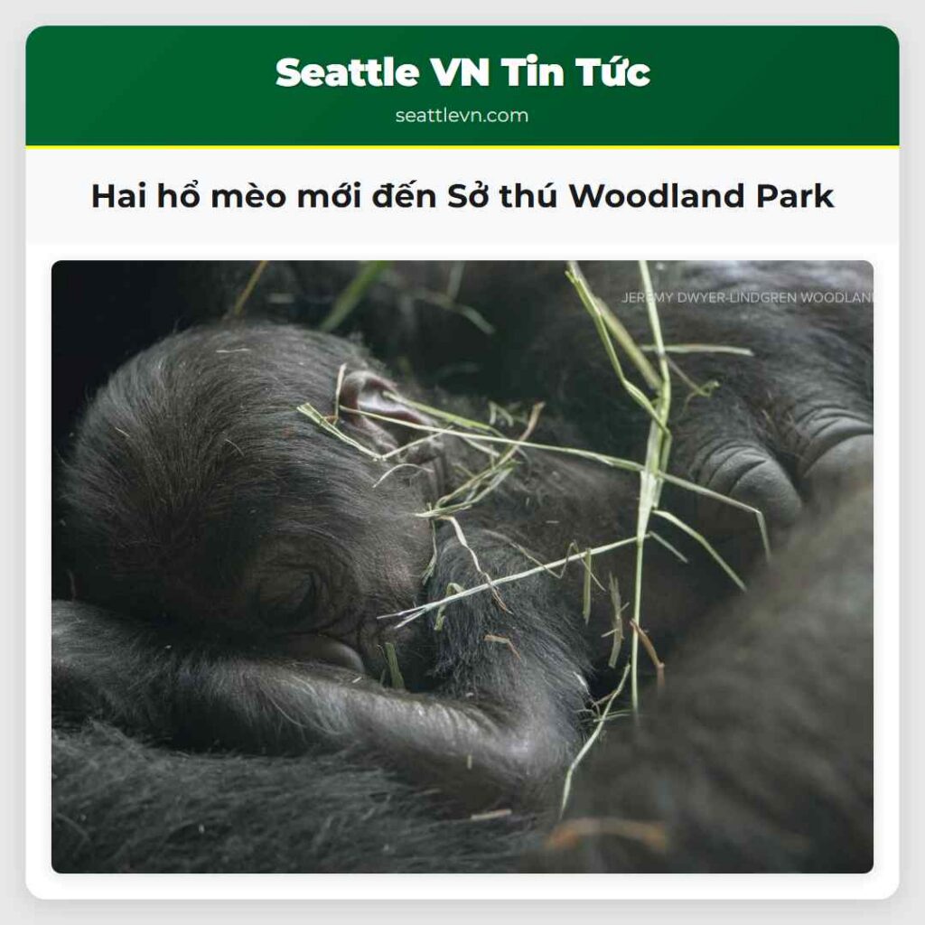 Hai hổ mèo mới đến Sở thú Woodland Park