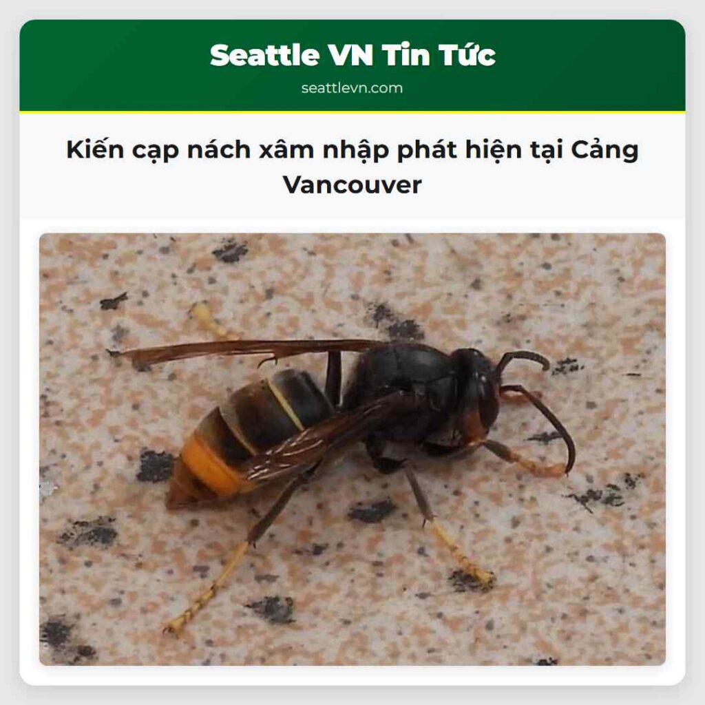 Kiến cạp nách xâm nhập phát hiện tại Cảng