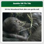 Sở thú Woodland Park đón con gorila mới