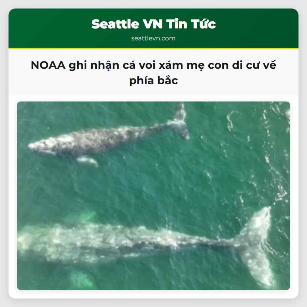 NOAA ghi nhận cá voi xám mẹ con di cư về phía bắc