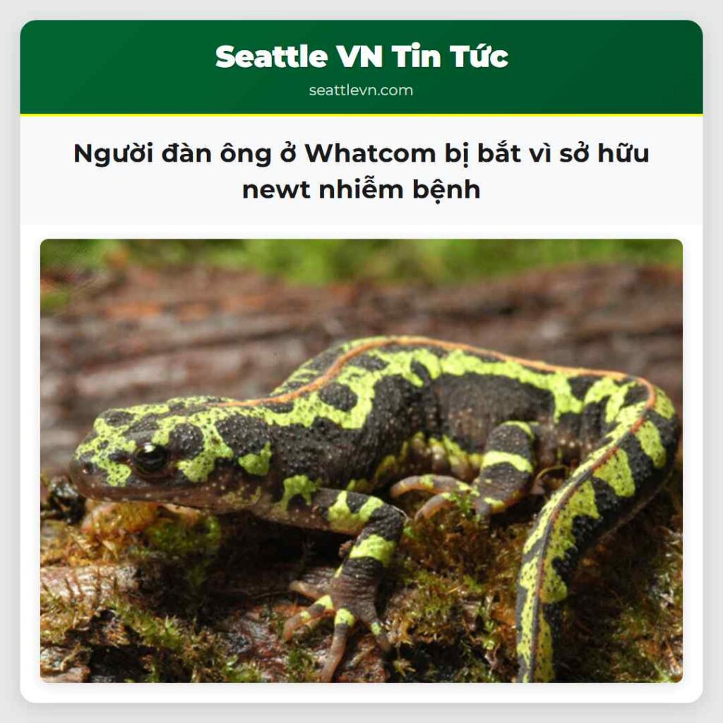Người đàn ông ở Whatcom bị bắt vì sở hữu newt
