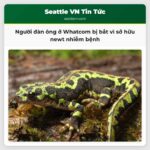 Người đàn ông ở Whatcom bị bắt vì sở hữu newt nhiễm bệnh