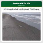 Số lượng cá voi xám chết tăng ở Washington