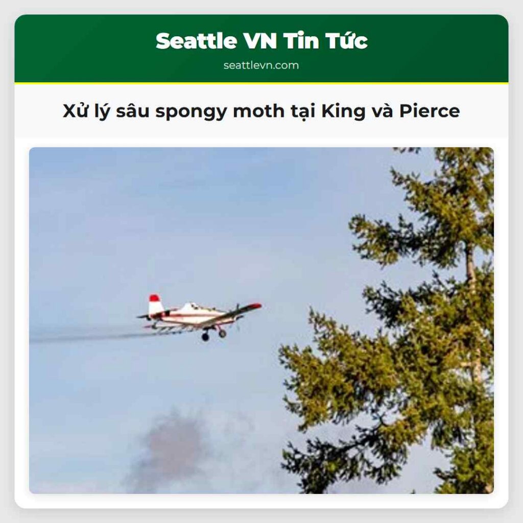Xử lý sâu spongy moth tại King và Pierce