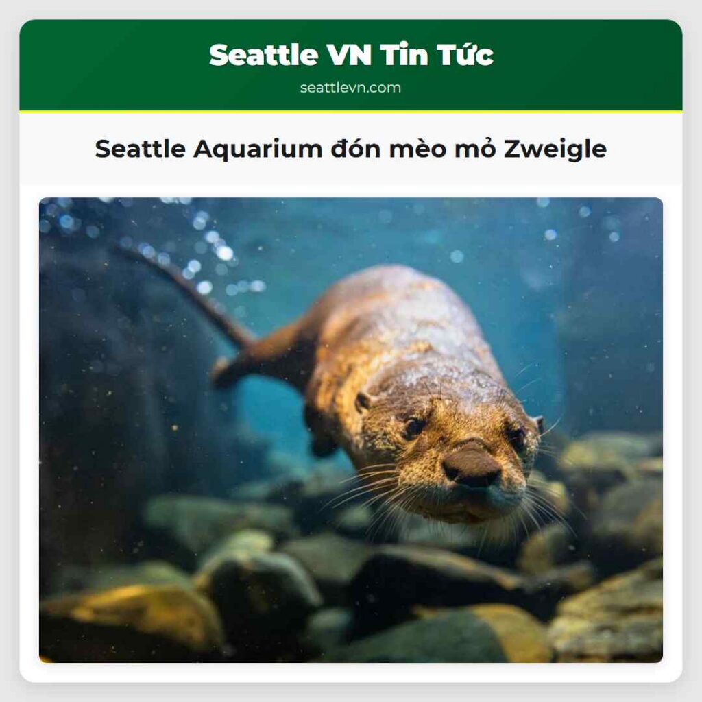 Seattle Aquarium đón mèo mỏ Zweigle