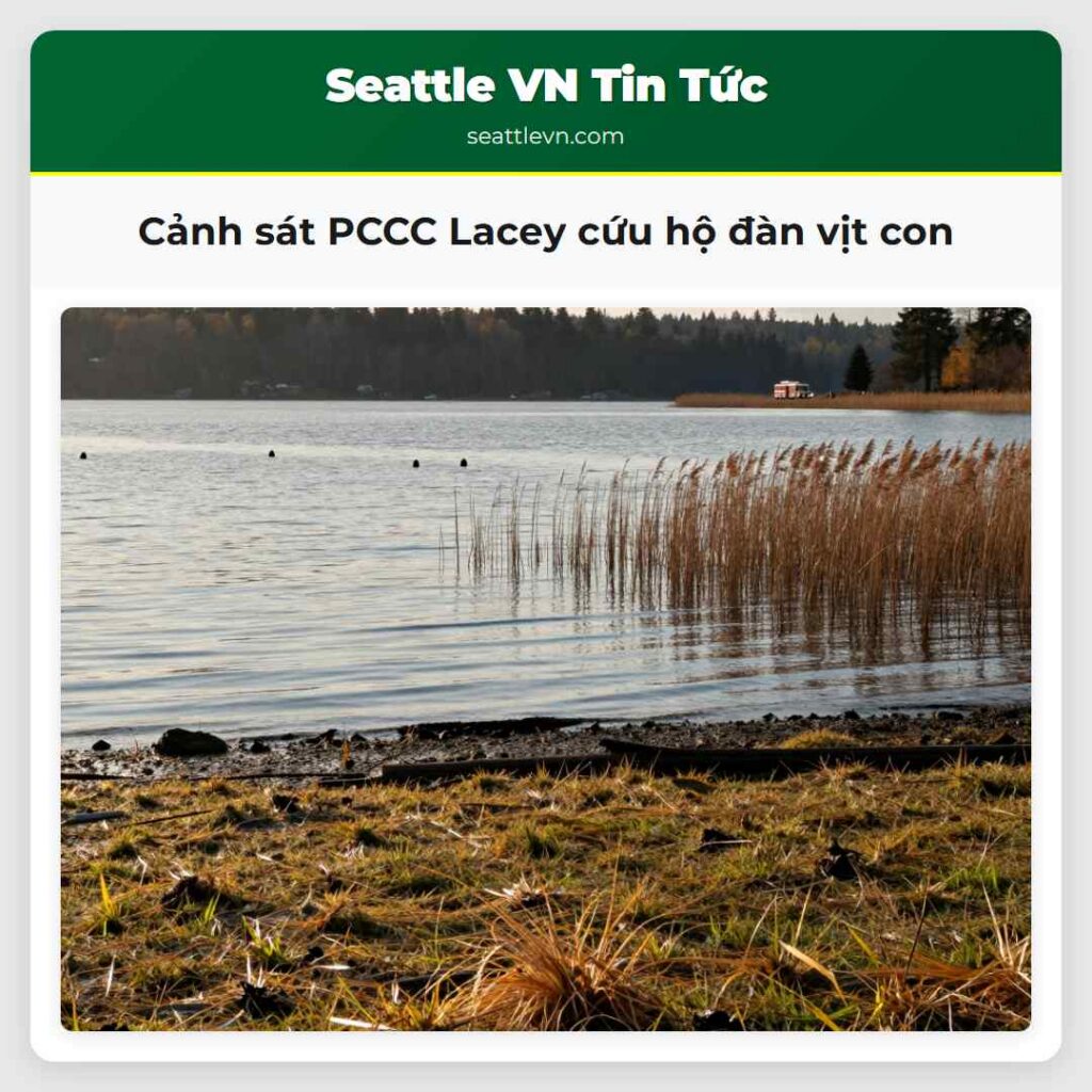 Cảnh sát PCCC Lacey cứu hộ đàn vịt con