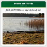 Cảnh sát PCCC Lacey cứu hộ đàn vịt con