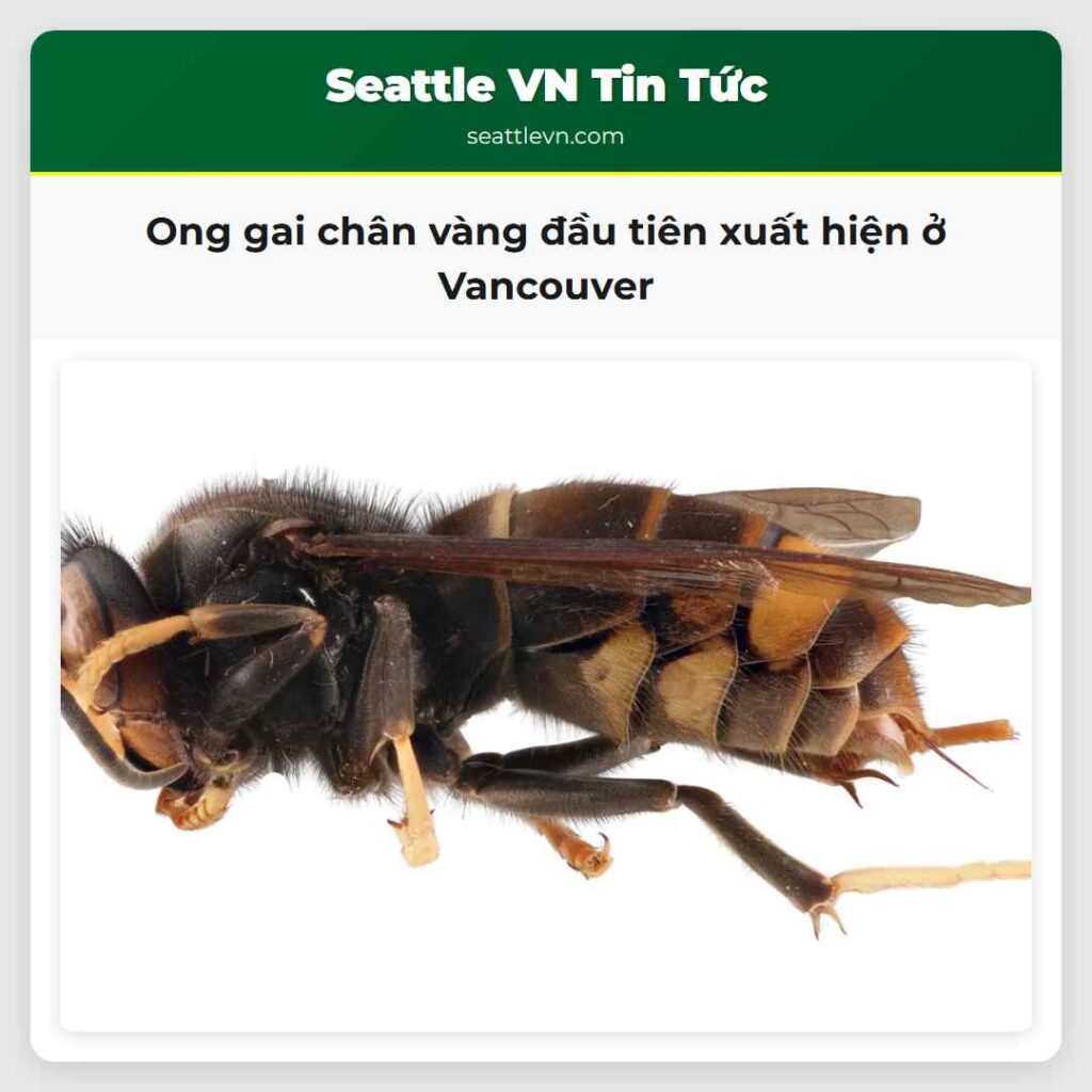 Ong gai chân vàng đầu tiên xuất hiện ở Vancouver