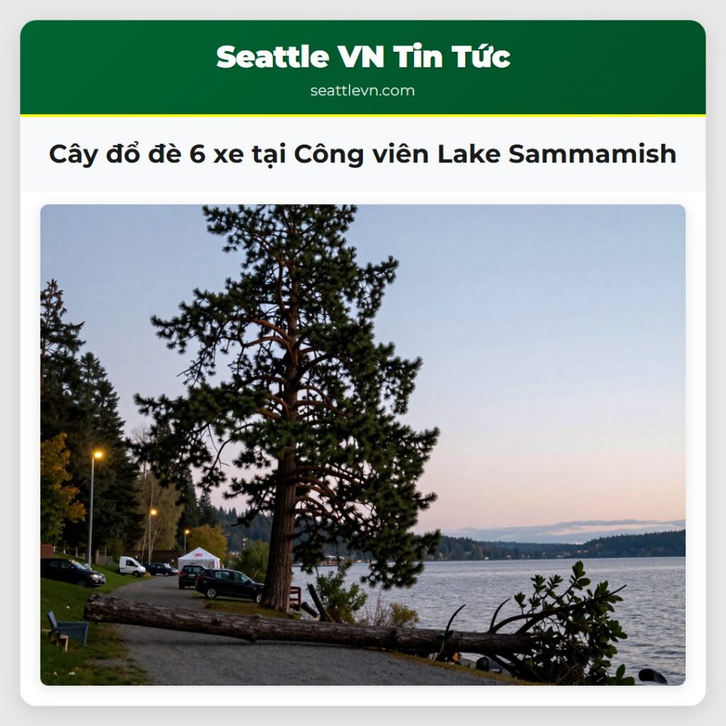 Cây đổ đè 6 xe tại Công viên Lake Sammamish