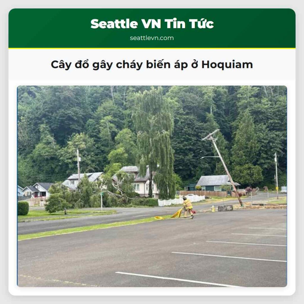 Cây đổ gây cháy biến áp ở Hoquiam