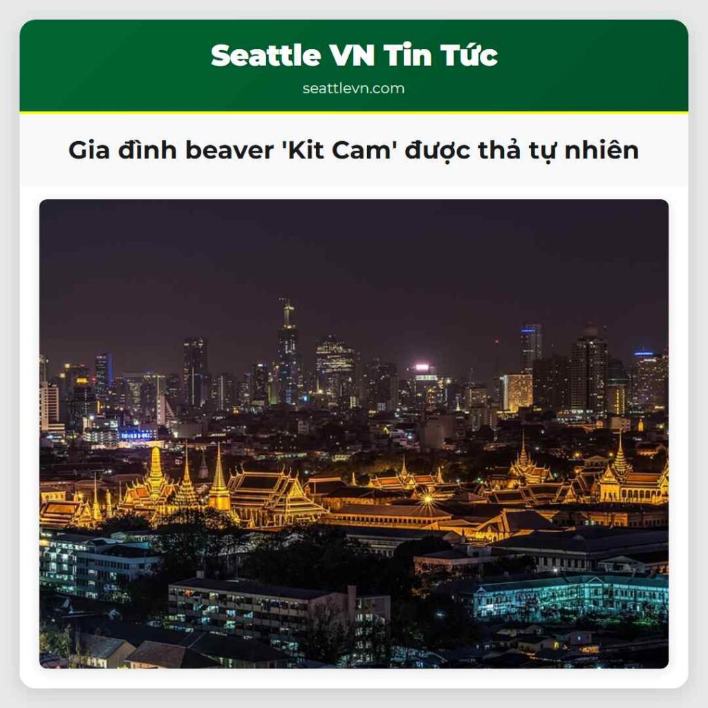 Gia đình beaver 'Kit Cam' được thả tự nhiên