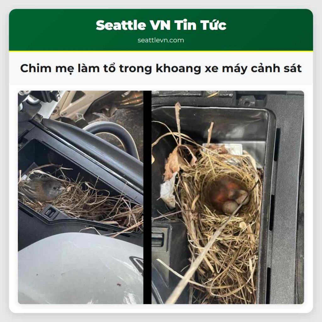Chim mẹ làm tổ trong khoang xe máy cảnh sát