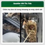 Chim mẹ làm tổ trong khoang xe máy cảnh sát
