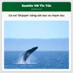 Cá voi Skipper sống sót sau va chạm tàu