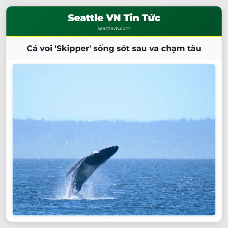 Cá voi Skipper sống sót sau va chạm tàu
