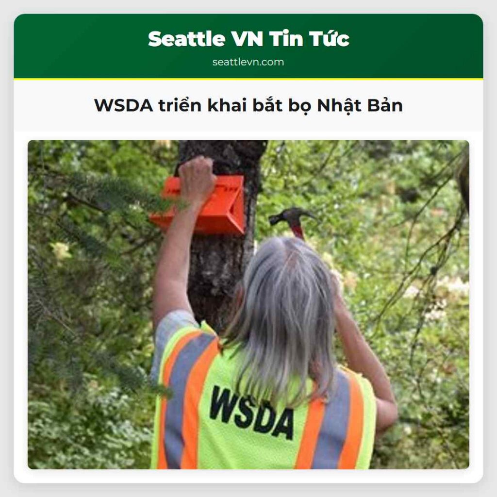 WSDA triển khai bắt bọ Nhật Bản