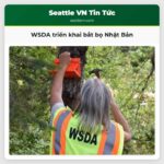 WSDA triển khai bắt bọ Nhật Bản