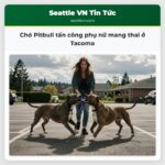 Chó Pitbull tấn công phụ nữ mang thai ở Tacoma