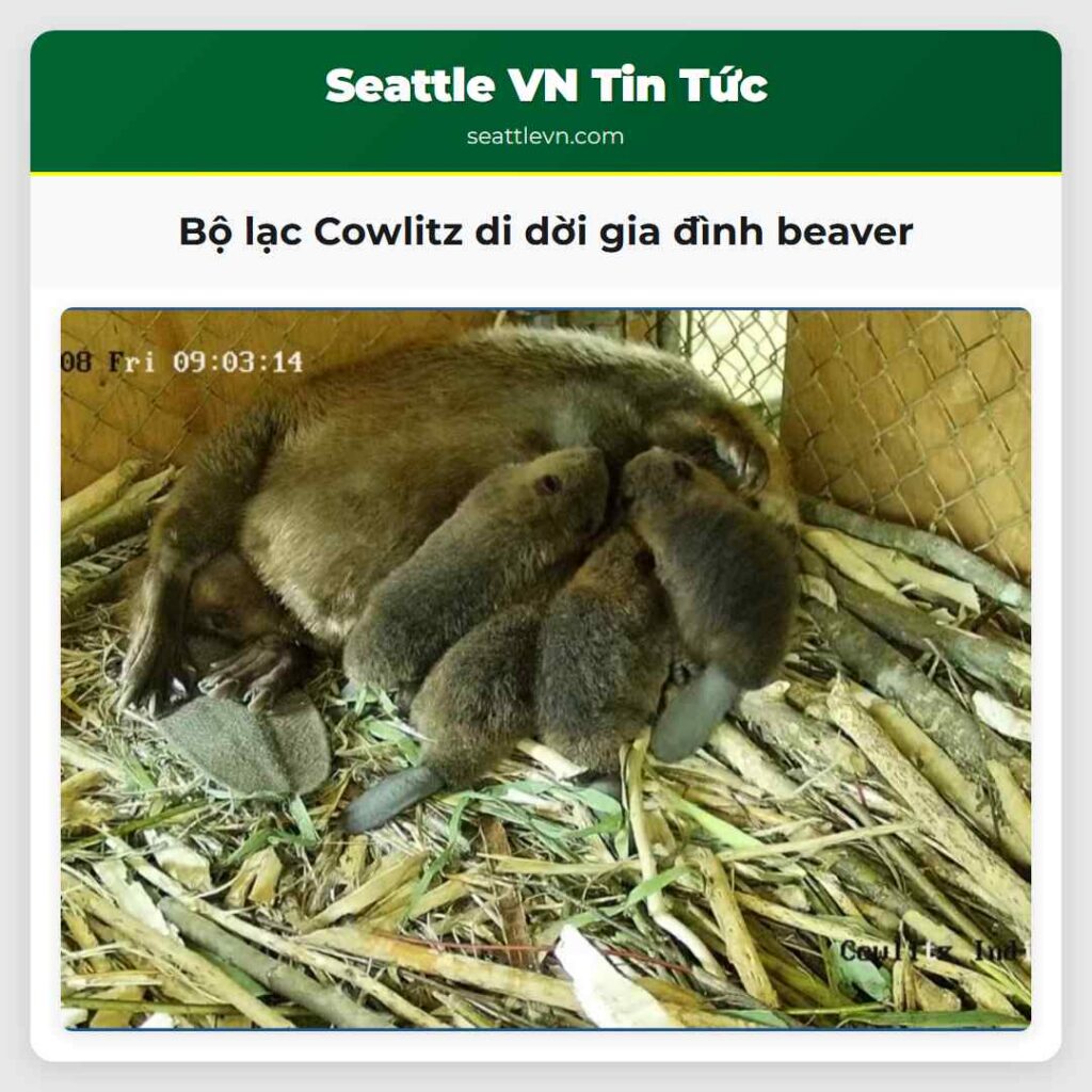 Bộ lạc Cowlitz di dời gia đình beaver