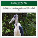 Hai cú mèo marabou cao 5m xuất hiện tại sở thú