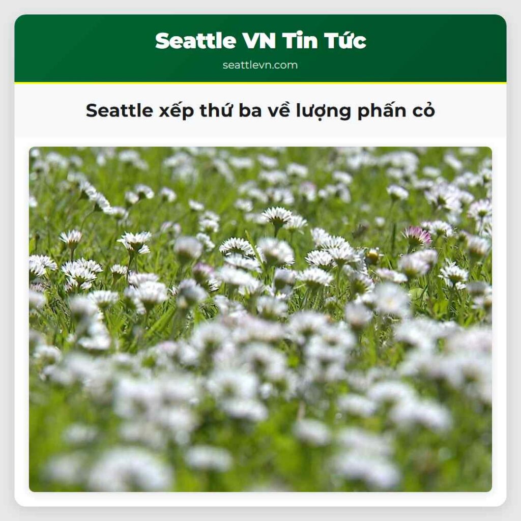 Seattle xếp thứ ba về lượng phấn cỏ