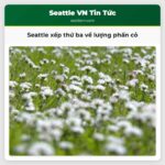 Seattle xếp thứ ba về lượng phấn cỏ