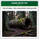 Cây sồi Major – biểu tượng Robin Hood qua đời