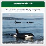 Cá voi con L-pod chào đời hy vọng mới