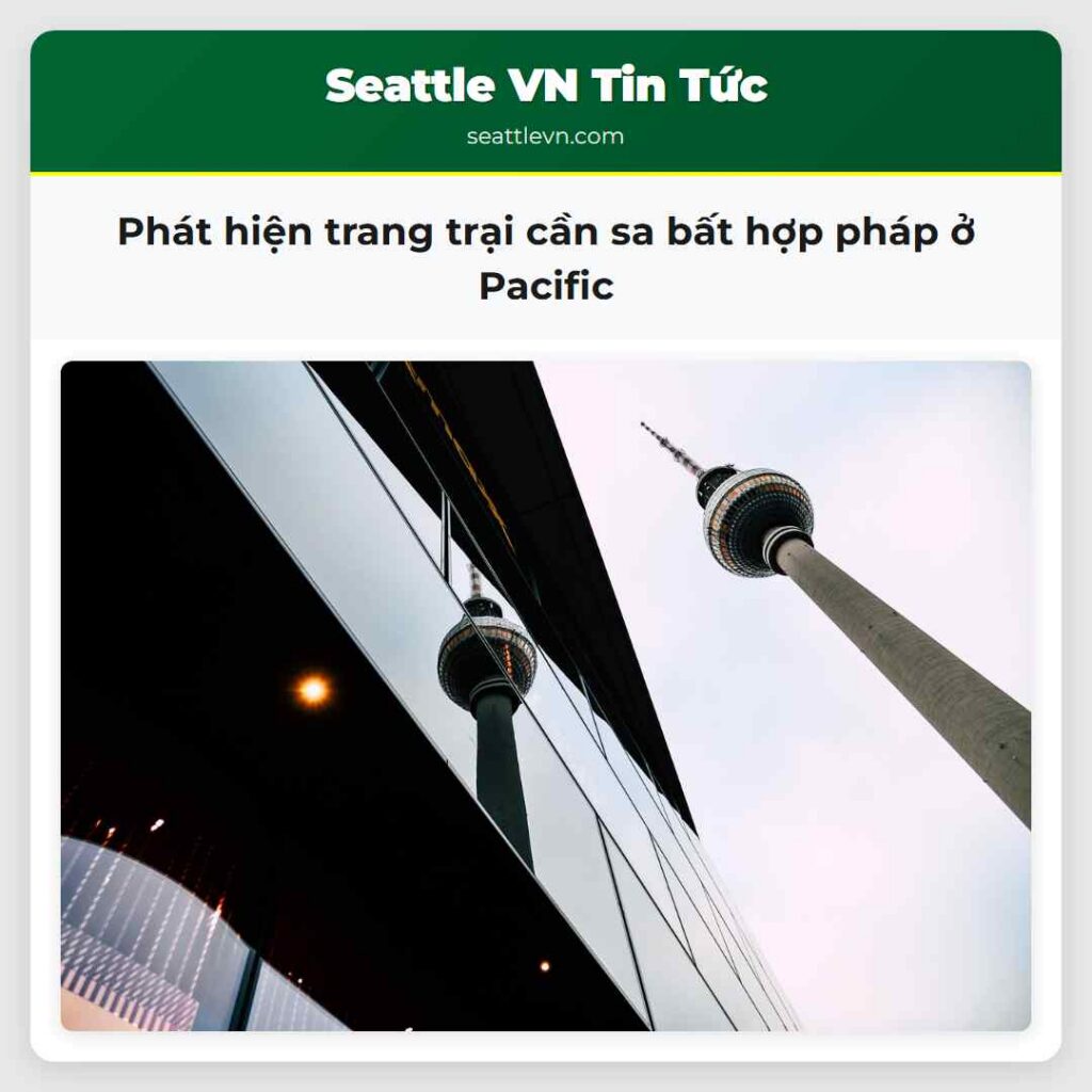 Phát hiện trang trại cần sa bất hợp pháp ở Pacific
