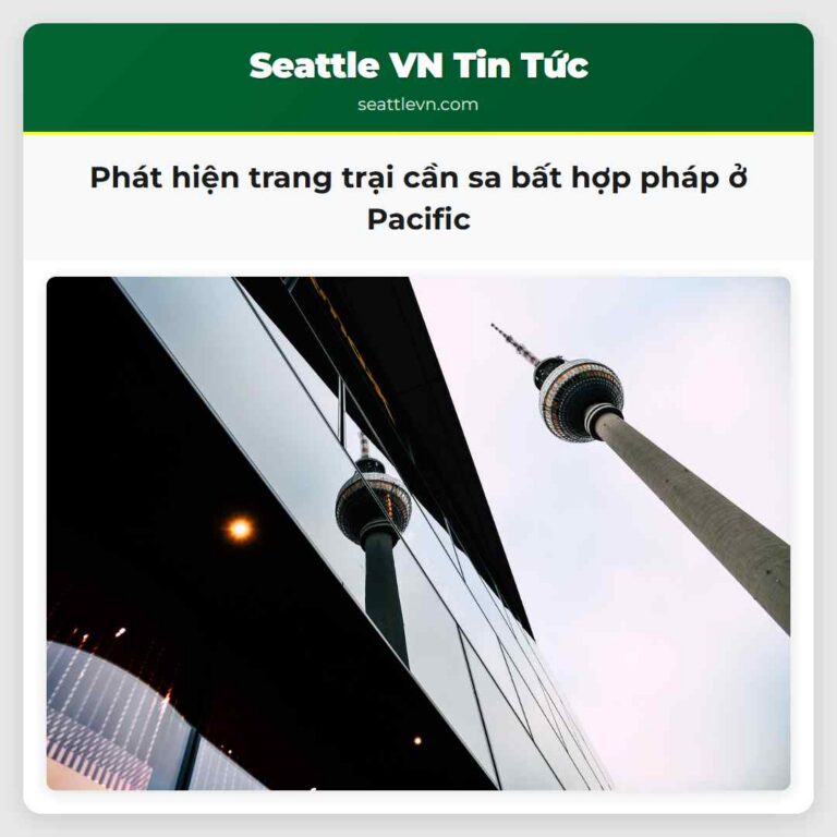 Phát hiện trang trại cần sa bất hợp pháp ở Pacific