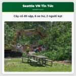 Cây cổ đổ sập 6 xe hư 2 người kẹt