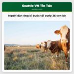 Người đàn ông bị buộc tội cướp 26 con bò