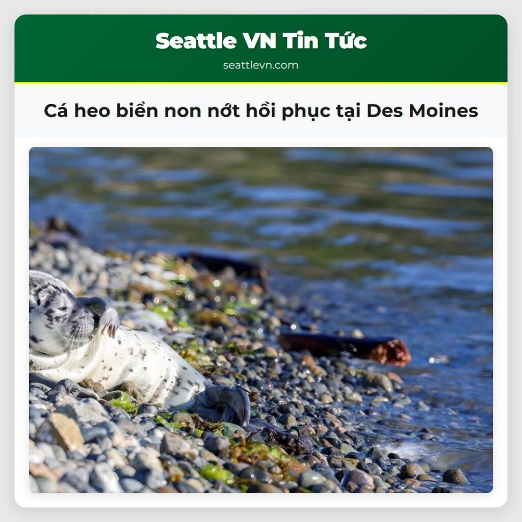Cá heo biển non nớt hồi phục tại Des Moines