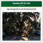 Cây sồi gãy đè xe tại Hồ Sammamish
