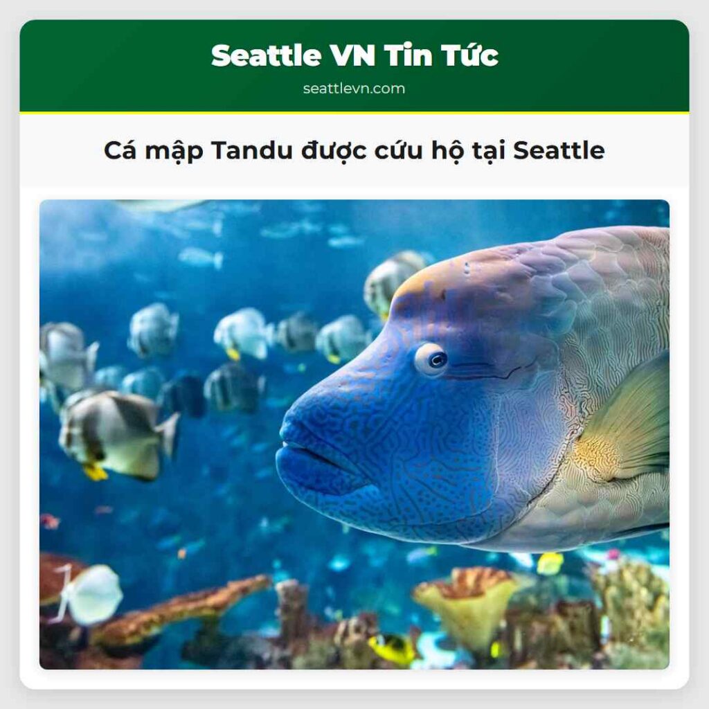 Cá mập Tandu được cứu hộ tại Seattle