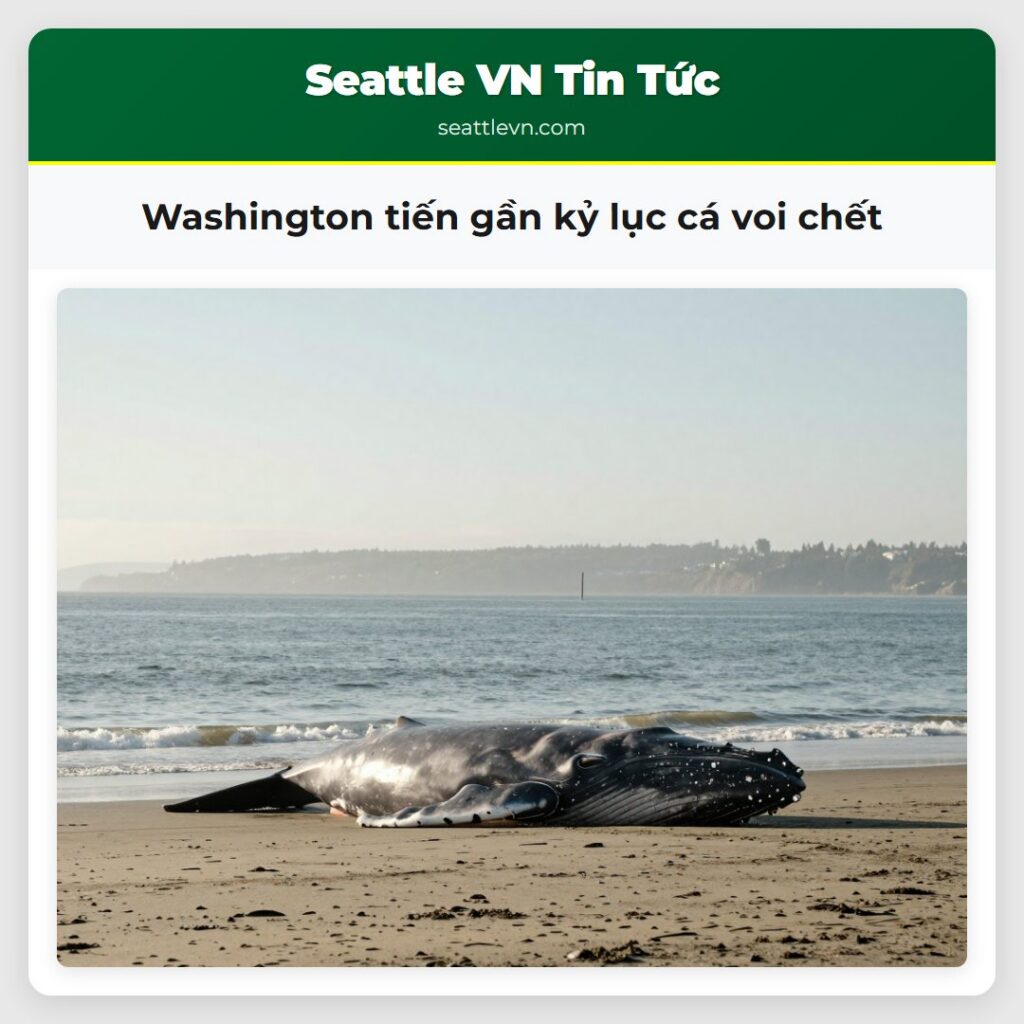 Washington tiến gần kỷ lục cá voi chết