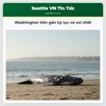 Washington tiến gần kỷ lục cá voi chết