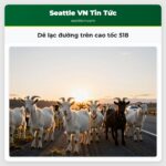 Dê lạc đường trên cao tốc 518
