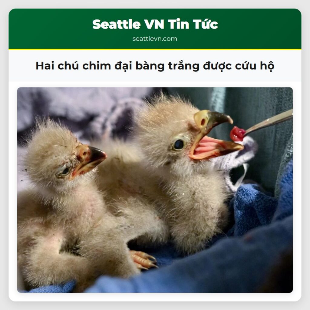 Hai chú chim đại bàng trắng được cứu hộ