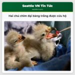 Hai chú chim đại bàng trắng được cứu hộ